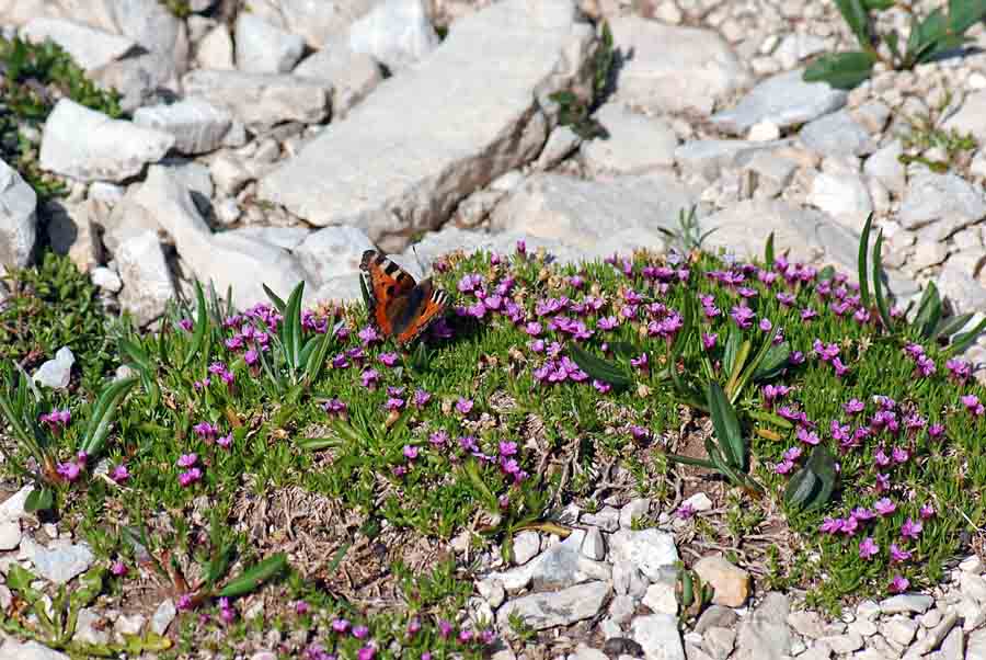 Silene acaulis / Silene a cuscinetto